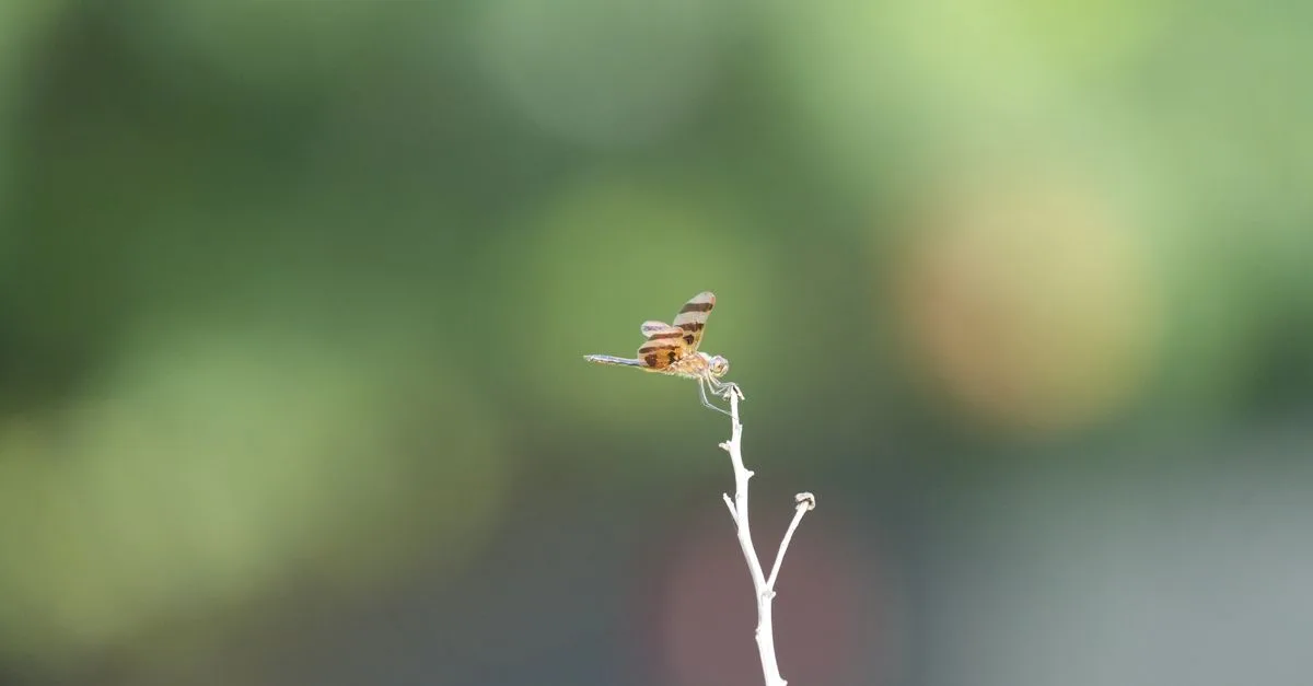 découvrez tout sur la libellule : son habitat, son comportement fascinant et son rôle essentiel dans l'écosystème.