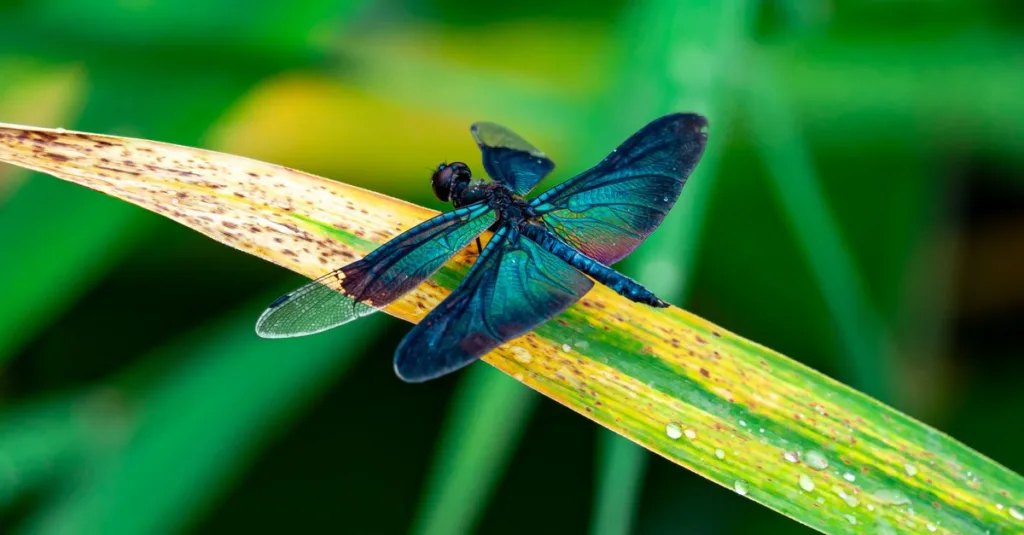 découvrez tout sur la libellule, cet insecte fascinant aux ailes translucides et au vol agile, symbole de légèreté et de liberté.