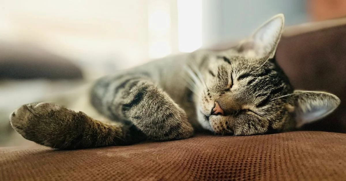 découvrez les bienfaits du power nap, la sieste courte et revitalisante qui améliore la concentration et l'énergie.